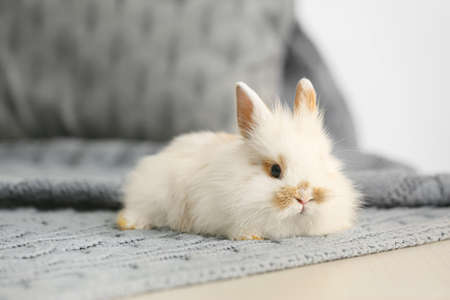 Cute rabbit on table in roomの写真素材