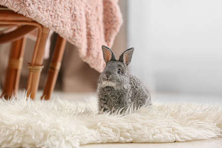 Cute rabbit on fluffy rug in roomの写真素材