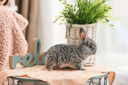 Cute rabbit on table in roomの写真素材