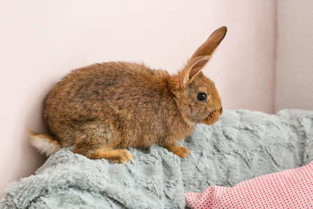 Cute rabbit on armchair in roomの写真素材
