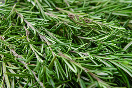 Fresh rosemary as background, closeupの写真素材
