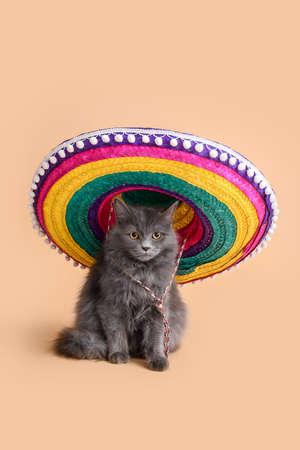 Cute cat with sombrero on color backgroundの写真素材