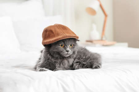 Cute cat in hat at homeの写真素材