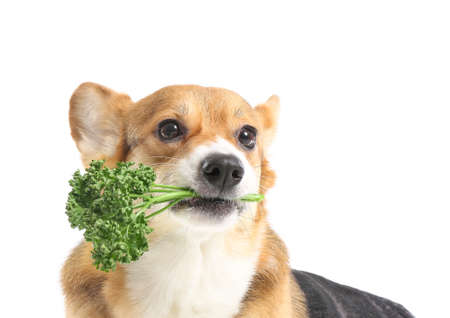 Cute Corgi dog with parsley on white backgroundの写真素材