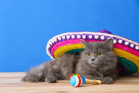 Cute cat with sombrero and maracas on color backgroundの写真素材