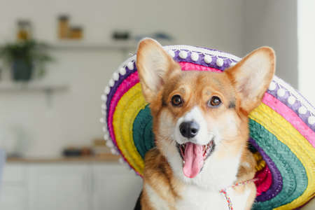 Cute dog with sombrero at homeの写真素材