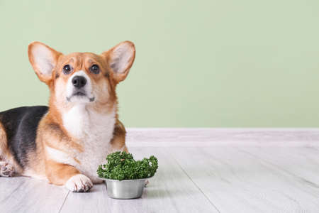 Cute Corgi dog and bowl with parsley near color wallの写真素材