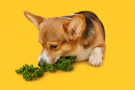 Cute Corgi dog with parsley on color backgroundの写真素材