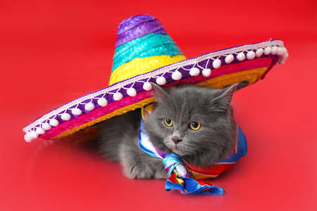 Cute cat with sombrero on color backgroundの写真素材