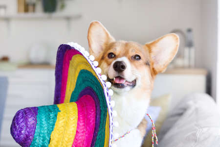 Cute dog with sombrero at homeの写真素材
