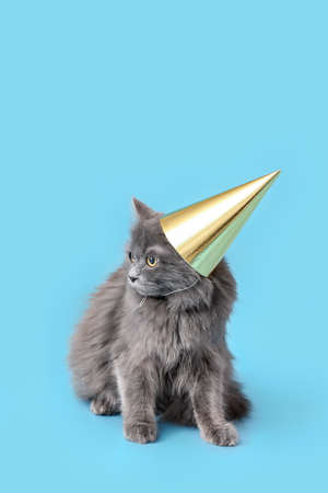 Cute cat in party hat on color backgroundの写真素材