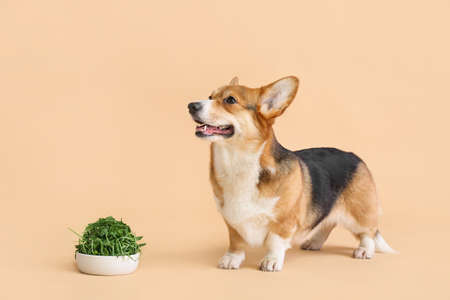 Cute Corgi dog and bowl with herbs on color backgroundの写真素材