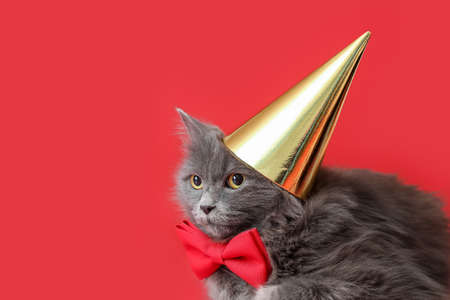 Cute cat in party hat on color backgroundの写真素材