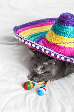 Cute cat with sombrero and maracas at homeの写真素材