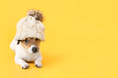 Cute funny dog in hat on color backgroundの写真素材