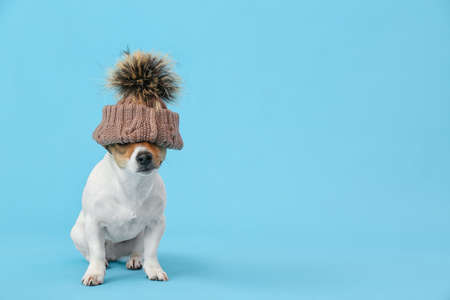 Cute funny dog in hat on color backgroundの写真素材