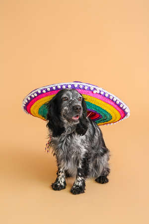 Cute dog in sombrero hat on color backgroundの写真素材