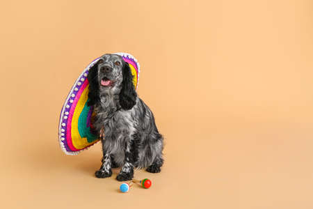 Cute dog in sombrero hat on color backgroundの写真素材