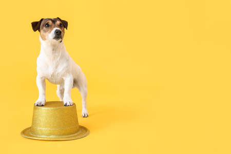 Cute funny dog with hat on color backgroundの写真素材