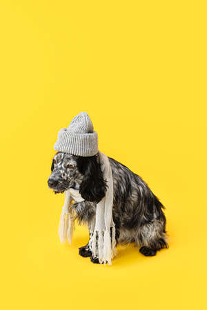 Cute dog with hat and scarf on color backgroundの写真素材