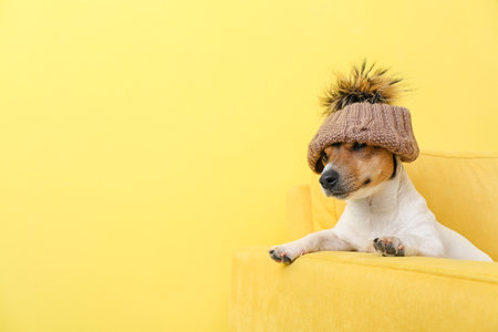 Cute funny dog in hat on sofa near color wallの写真素材