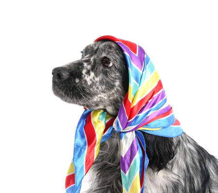 Cute dog in scarf on white backgroundの写真素材