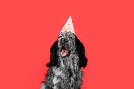 Cute dog in party cone on color backgroundの写真素材