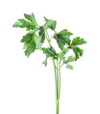 Fresh parsley on white backgroundの写真素材