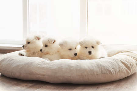 Cute Samoyed puppies resting at homeの写真素材