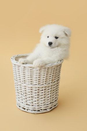 Cute Samoyed puppy in basket on color backgroundの写真素材