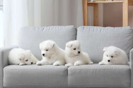 Cute Samoyed puppies on sofa at homeの写真素材