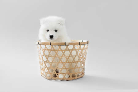 Cute Samoyed puppy in basket on gray backgroundの写真素材