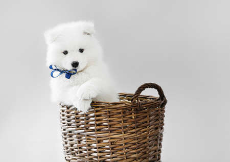 Cute Samoyed puppy in basket on gray backgroundの写真素材