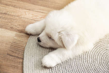 Cute Samoyed puppy lying on floor at home