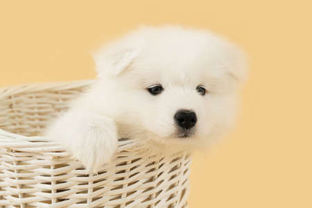 Cute Samoyed puppy in basket on color backgroundの写真素材