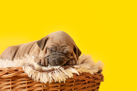 Cute funny puppy sleeping in wicker basket on color backgroundの写真素材