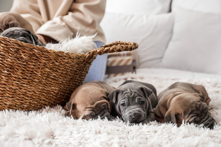 Cute puppies sleeping on bedの写真素材