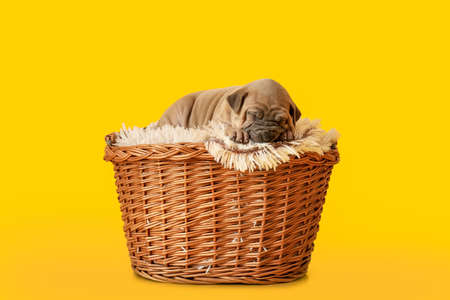 Cute funny puppy sleeping in wicker basket on color backgroundの写真素材