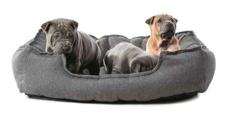 Cute puppies in pet bed on white background
