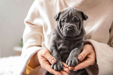 Owner with cute puppy at homeの写真素材