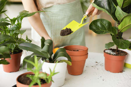 Young woman taking care of her plants at home