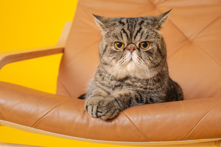 Cute cat in armchair on color background, closeupの写真素材