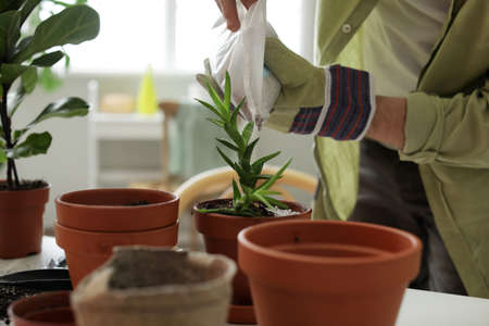 Young man taking care of plants at home, closeupの写真素材