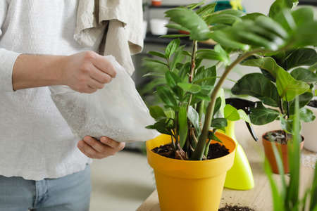 Young man taking care of plants at home, closeupの写真素材