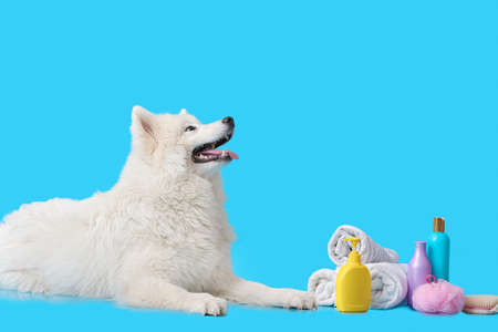 Cute Samoyed dog with towels and shampoo on color background