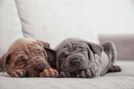 Cute puppies sleeping on sofaの写真素材