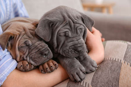 Cute girl with puppies at home, closeupの写真素材