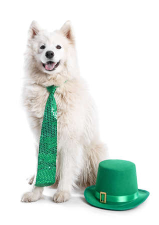 Cute dog with green hat and necktie on white background. St. Patrick's day celebrationの写真素材