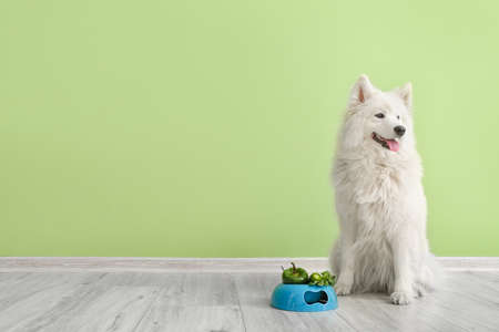 Cute Samoyed dog and bowl with vegetables near color wallの写真素材
