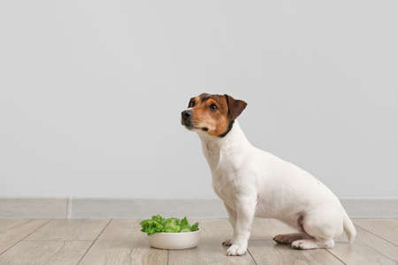Cute dog and bowl with fresh vegetables on floor near light wall